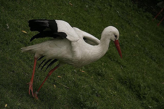 2005 Avifauna (4)
